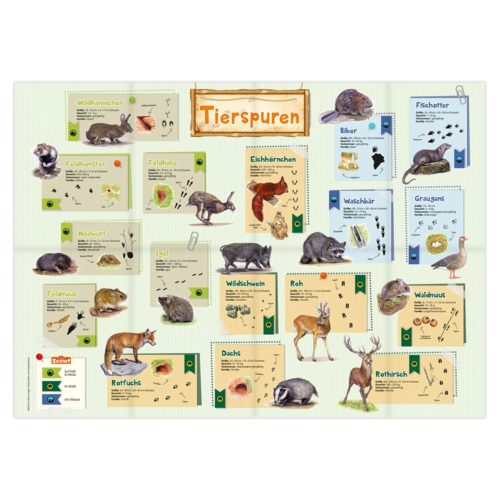 Lehrreiche Tafel mit Tierspuren, mit Abbildungen und Beschriftungen verschiedener Tiere wie Eichhörnchen und Rehen.