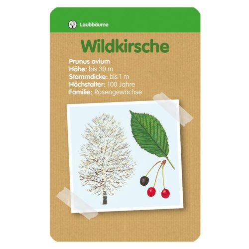 Illustration eines Wildkirschbaums, Blattes und Kirschen mit botanischen Details auf einem Kartonhintergrund.