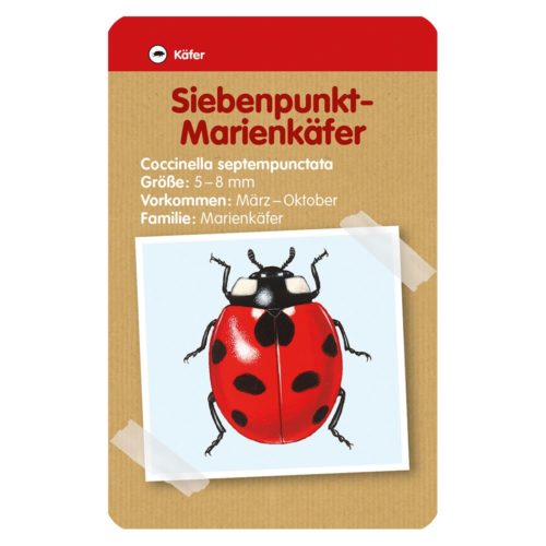 Abbildung eines Marienkäfers auf aufgeklebtem Papier mit deutschem Text zu Art und Größe.