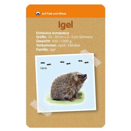 Illustrierte Igel-Infokarte mit Angaben zu Größe, Gewicht und Lebensraum, mit einem Igelbild.