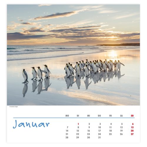 Eine Gruppe Pinguine, die bei Sonnenaufgang an einem Strand spazieren gehen, mit einer darübergelegten Januar-Kalenderansicht.