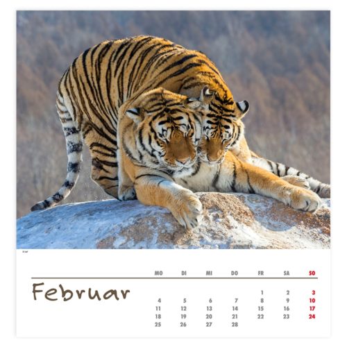 Zwei Tiger, die im Winter an einem Felsen kuscheln, abgebildet auf einer Kalenderseite für Februar.