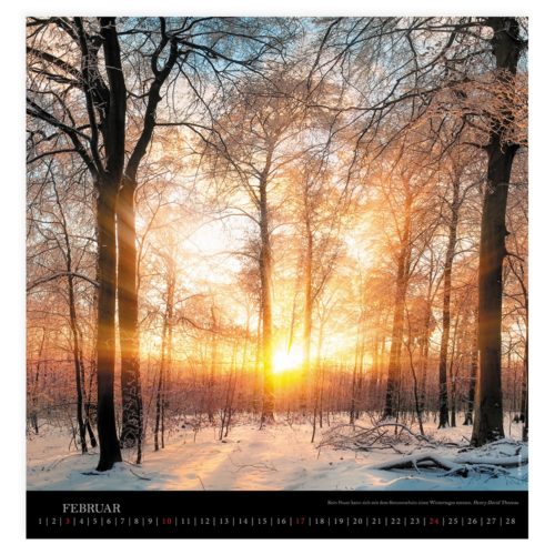 Ein verschneiter Wald bei Sonnenaufgang, durch den das Sonnenlicht durch die kahlen Bäume strömt
