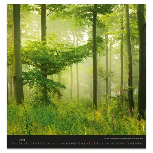 Ein üppiger, grüner Wald im Juni, in dem das Sonnenlicht durch die hohen Bäume und das dichte Laub fällt.