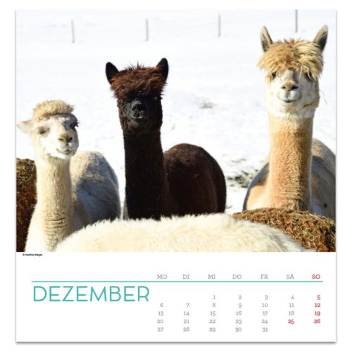 Drei Alpakas auf einem schneebedeckten Feld mit einem Dezemberkalender darunter.