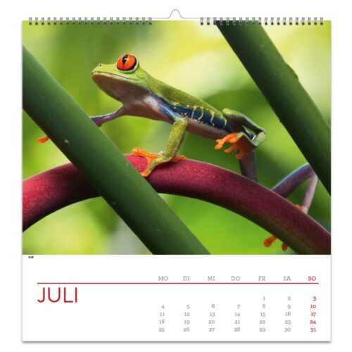 Ein rotäugiger Laubfrosch auf grünen und roten Zweigen, abgebildet auf einer Kalenderseite für Juli.