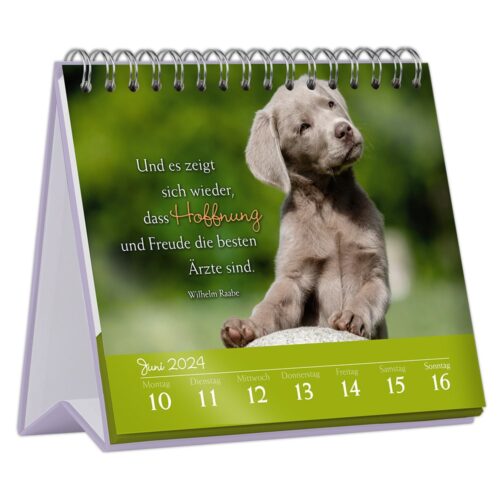 Ein Tischkalender mit einem Welpen und einem deutschen Zitat über Hoffnung und Freude als beste Ärzte, Juni 2024 abgebildet.
