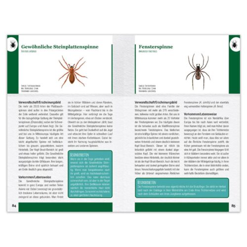 Insekten und Spinnen entdecken und bestimmen