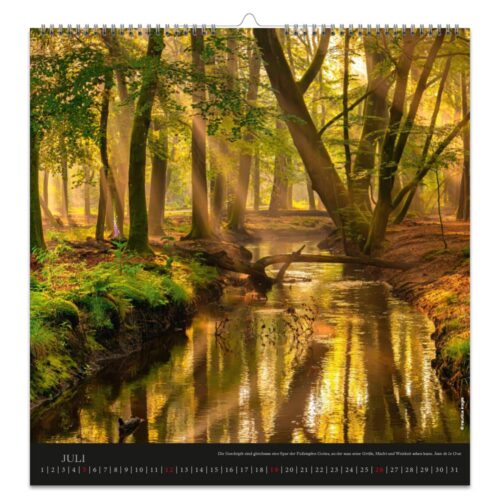 Dekokalender 2026 – Kraftquelle Wald
